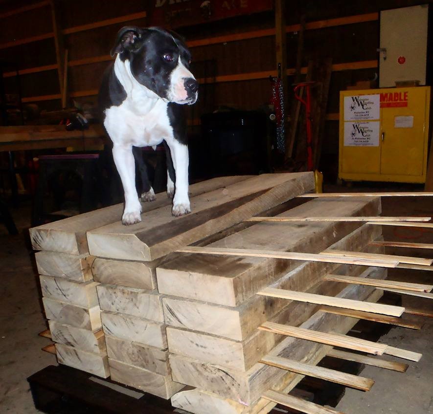 Our resident shop dog standing on top of some freshly milled stair treads