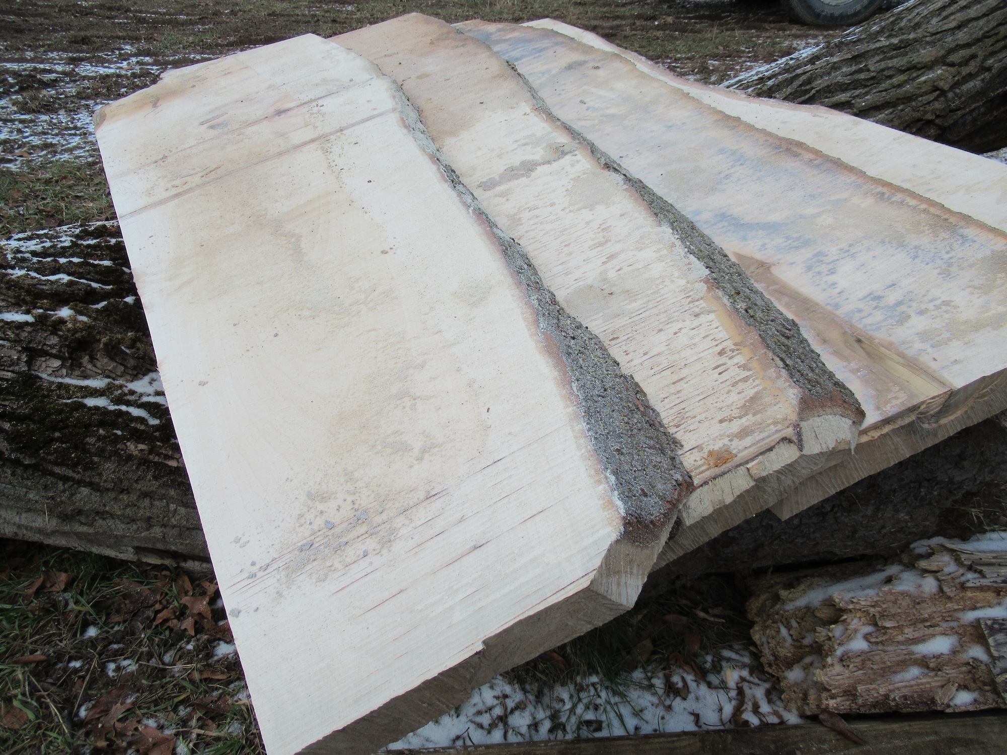 Multiple, freshly cut live edge slabs