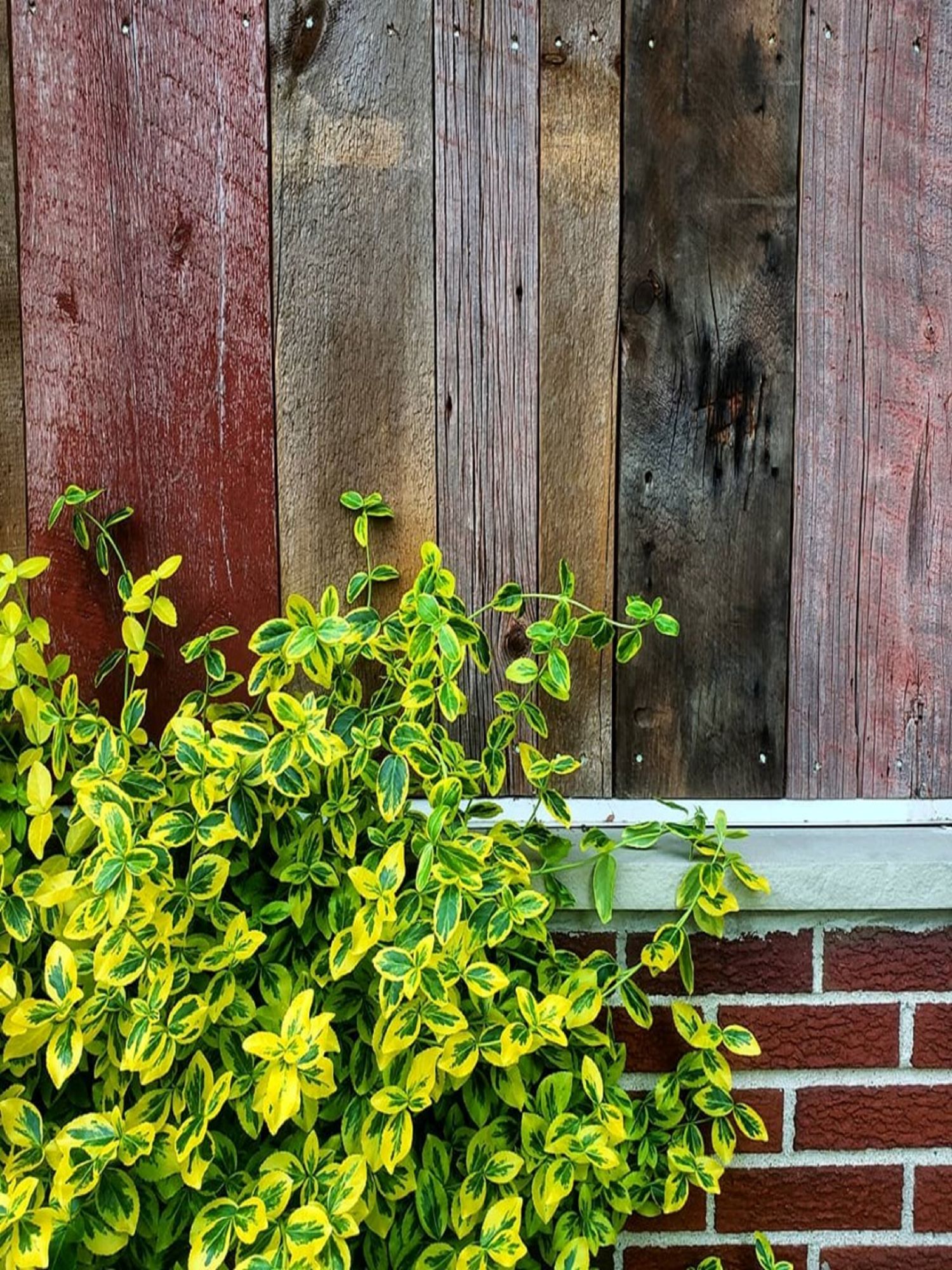 Reclaimed barnwood siding above red brick