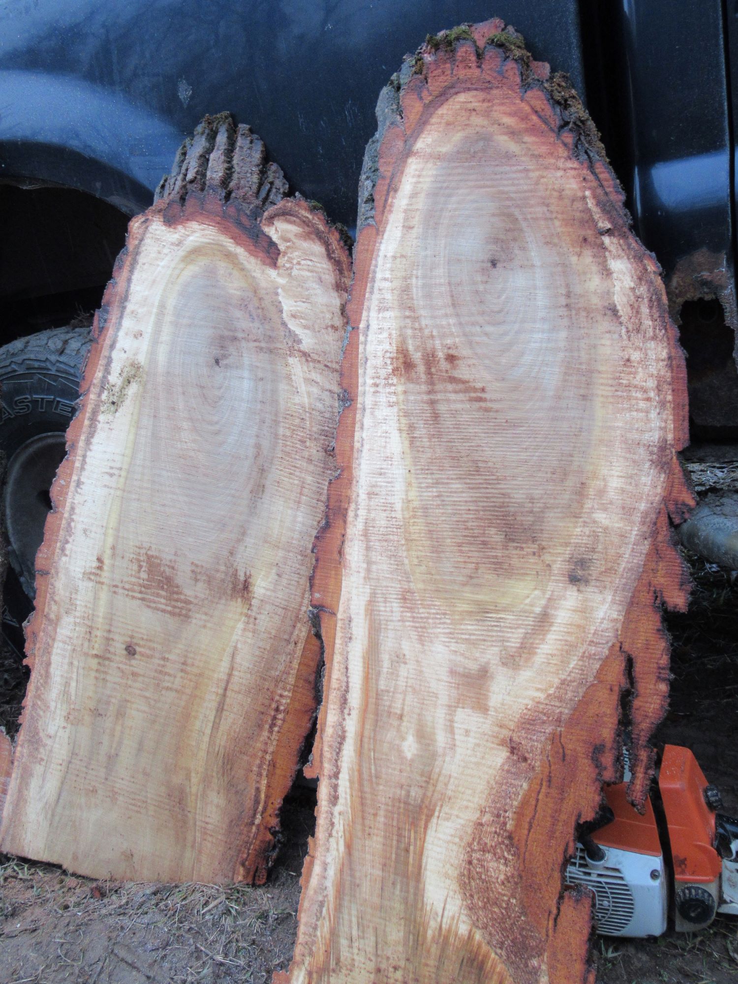 Honey locust live edge slabs