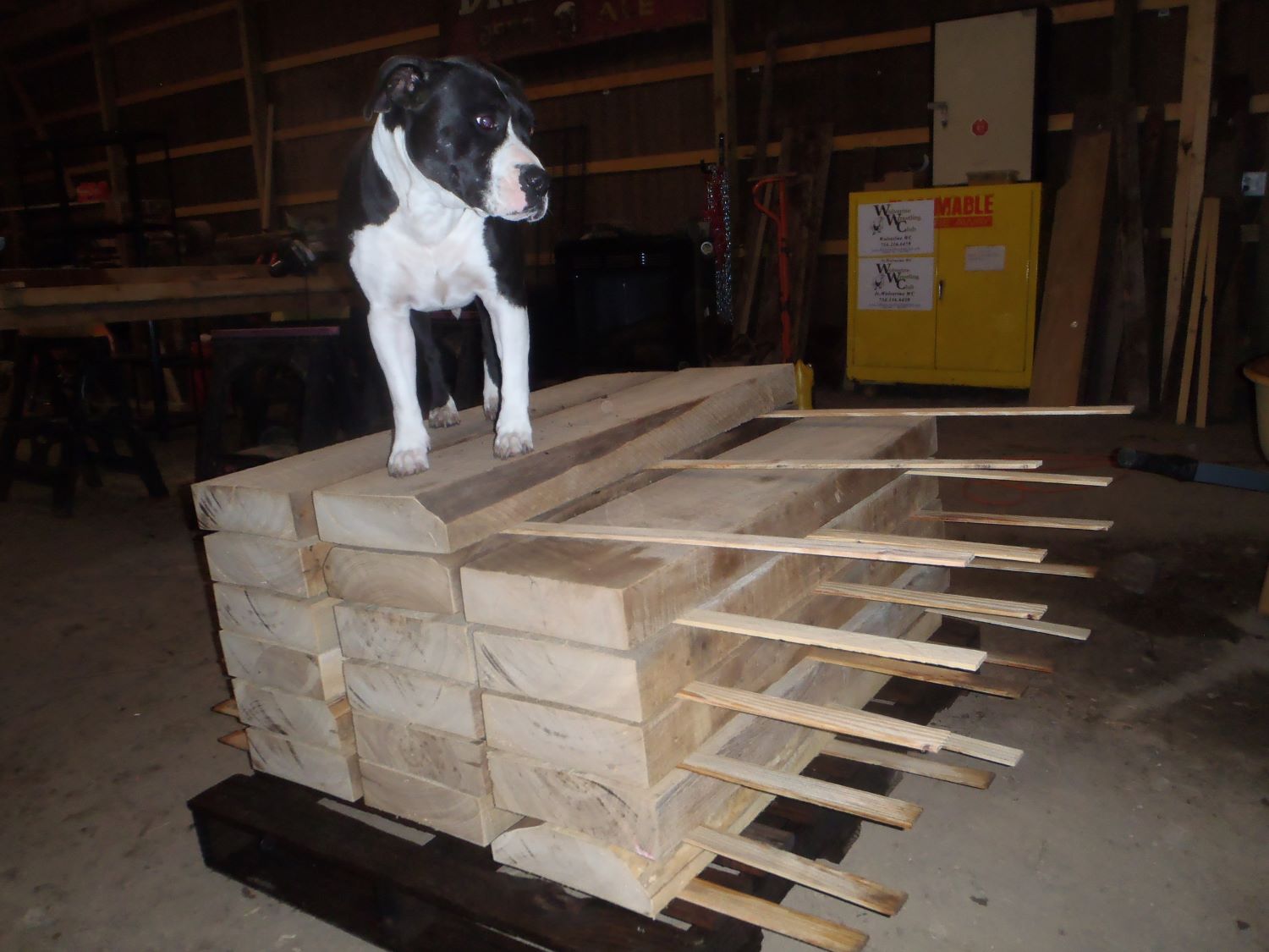 Our shop dog standing on top of custom milled stair treads